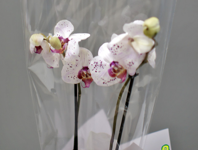 Пятнистая орхидея с 2 ветками Фото
